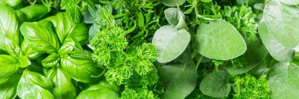 Fresh aromatic herbs