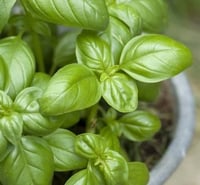Basilico pianta aromatica per cucina in vaso
