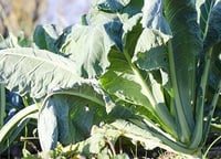 Broccoletto di Custoza 3kg
