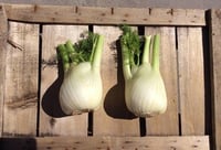 Finocchio bianco Extra di Ispica BIO 5kg