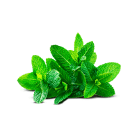 Menta Piperita pianta aromatica in vaso per cucina
