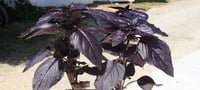 Basilico rosso pianta aromatica per cucina in vaso