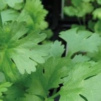 Coriandolo pianta aromatica per cucina in vaso