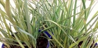 Erba aglina pianta aromatica per cucina in vaso