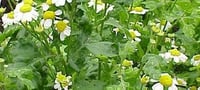 Erba madre pianta aromatica per cucina in vaso