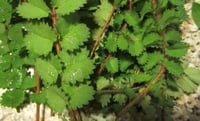 Pimpinella pianta aromatica per cucina in vaso