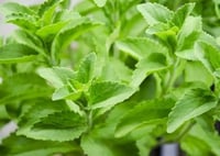 Stevia pianta aromatica per cucina in vaso