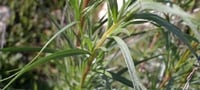 Dragoncello pianta aromatica per cucina in vaso