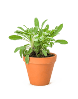 Salvia pianta aromatica per cucina in vaso