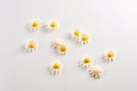 Decorazione fiore margherita bianca 300 pezzi