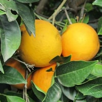 Oranges de Ribera Sicilia BIO, paquet de 12 kg