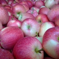 Manzanas ecológicas Royal Gala del valle de Varaita, 1 kg