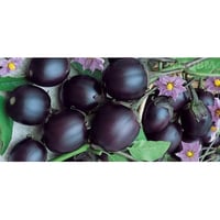 Genoese small round eggplant
