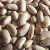 Gray bean from Val di Vara La Spezia