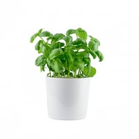 Basil aromatic plant for kitchen in a tub