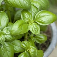 Aromatische Basilikumpflanze für die Topfküche