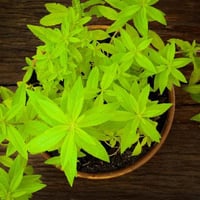 Limoncina Erba Luigia, planta aromática para cocina en macetas