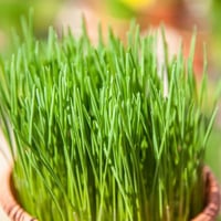 Chives herb aromatic plant in pot for kitchen