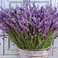 Lavender aromatic plant in pot