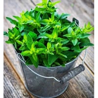 Aromatische Majoranpflanze in Töpfen für die Küche