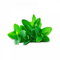 Peppermint aromatic plant in pot for kitchen