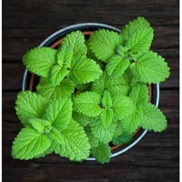 Aromatische Pflanze Mint Spicata im Topf für die Küche