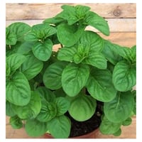 Menta Valdostana aromatic plant in pot for kitchen