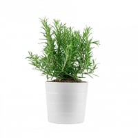 Rosemary aromatic plant in pot for kitchen