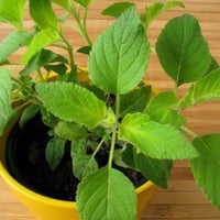 Salvia, planta aromática de piña en maceta para cocina