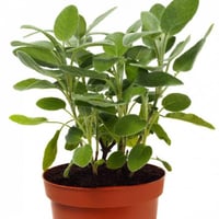 Large-Leaf Sage aromatic plant in pot for kitchen