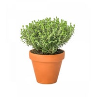 Thyme aromatic plant in pot for kitchen