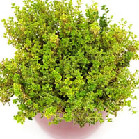 Thyme Lemon aromatic plant in pot for kitchen