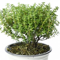 Timo Nytidus aromatic plant in pot for kitchen