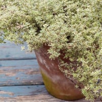 White Thyme Silver Queen aromatic plant in pot for kitchen