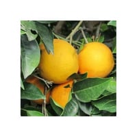 Pacote de 8 kg de laranjas Ribera Sicilia orgânicas