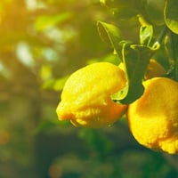 Citrons de Tarente, 1 kg