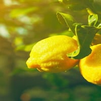 Limones de Tarento, 5 kg