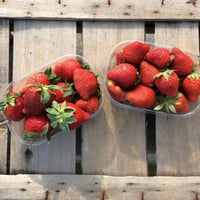 Biologische Verona-Erdbeeren in 500-g-Bechern