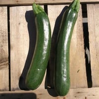 Courgettes Ispica Extra BIO 5 kg