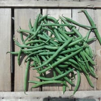 Organic Cagliari green beans 1kg