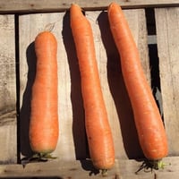 Cenouras Ispica orgânicas 1kg
