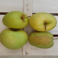 Pommes Golden Ruggine Verona de calibre 75, 5 kg