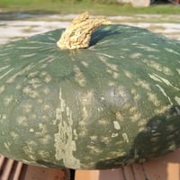 Delica pumpkin from Mantua 1.25kg