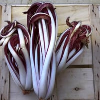 Fine late red chicory 1 kg