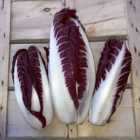 3 kg long early red chicory