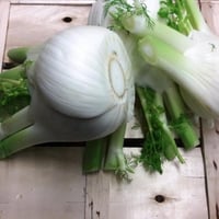 Extra white fennel from Puglia 1 kg