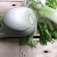 Extra white fennel from Puglia 3 kg