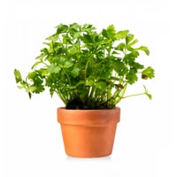 Parsley aromatic plant for kitchen in pots