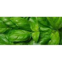 Aromatische Pflanze mit griechischem Basilikum für die Topfküche