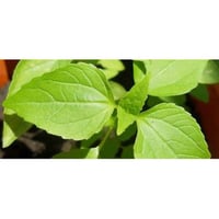 Red basil aromatic plant for potted kitchen
